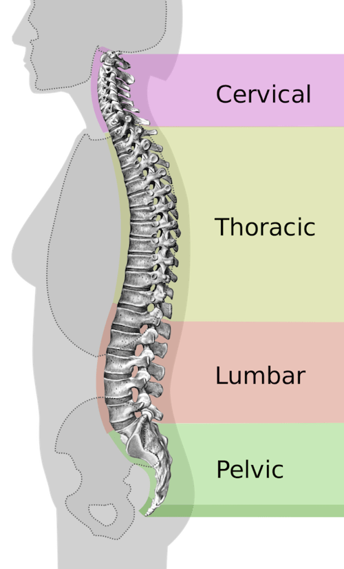 Fast Facts: Low Back Pain-OA   - The University of Iowa