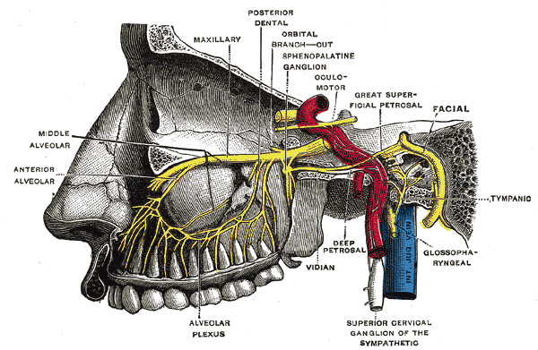 Facial Pain Illustration